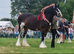 Shire, Colt