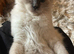 Handsome Ragdoll Kitten for Sale