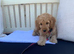 1 adorable boy Cockapoo