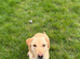 Labrador adult girl for re homing