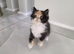 REDUCED Persian x Maincoon