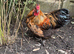 Pilkie Cockerel looking for new pastures