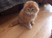 Kittens ready for rehoming