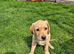 Labrador Pups For sale