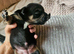 Puppies