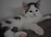 Last of litter - beautiful  girl kitten