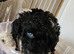 5 weeks old Minatare Poodle puppies