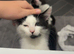 12 week old kitten