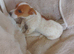 Jack russel puppys