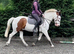 13.3hh experienced fun alrounder