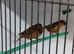Redpolls abcr