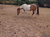 Dun&white  filly