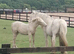 14.2hh 10 year old mare