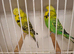 Exposition Budgies