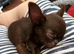 HEARTBREAKING DECISION – VERY TINY smooth coat Chocolate Chihuahua Girl Seeking Her Forever Home