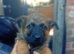 German shepherd puppies