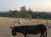 2 jennys possibly in foal