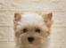 Yorkshire terrier male