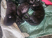 8 Week Old Kittens