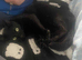 Sweet Domestic Shorthair Cat Looking for New Home (Free to a good home)