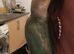 Silly tame conure