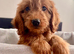 JUST 3 REMAINING STUNNING COCKAPOO PUPPIES