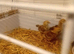 Rhode island red chicks