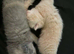 Beautiful bsh babies