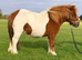 Lovely Shetland registered gelding.