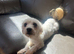 One year old Maltese