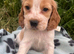Stunning show type cocker spaniel puppies