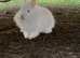 Beautiful lionhead and Rex