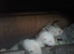 Young ferrets for sale