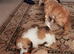 Shih tzu x jorkie pups