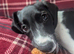 Springerdale Puppy For Sale