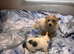 Jack Russell