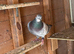 Homing pigeons available &pound;10 each