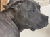 LUNA FEMALE CANE CORSO 5MONTHS