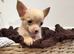 Stunning boy long haired cream color chihuahua boy puppy