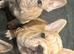 Velvet French bulldogs READY NOW
