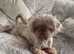 Lilac imperial shihtzu stud