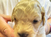 Beautiful Cavapoo puppies 3 Blue Merle and 1 Cream/Honey Ready to leave on 27th November