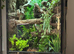 Smiths Green Eyed Gecko