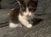 2 kittens female