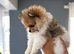 READY NOW PARTI Pomeranians