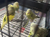 4 baby budgies