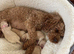 Cavamaltipoo - 1 boy left - Ready now reduced