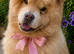 Luna, Stunning Young Female Chow Chow, Calm Loyal Girl, Right Home Only