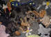 3 lovely dachunds available