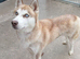 Siberian husky puppies